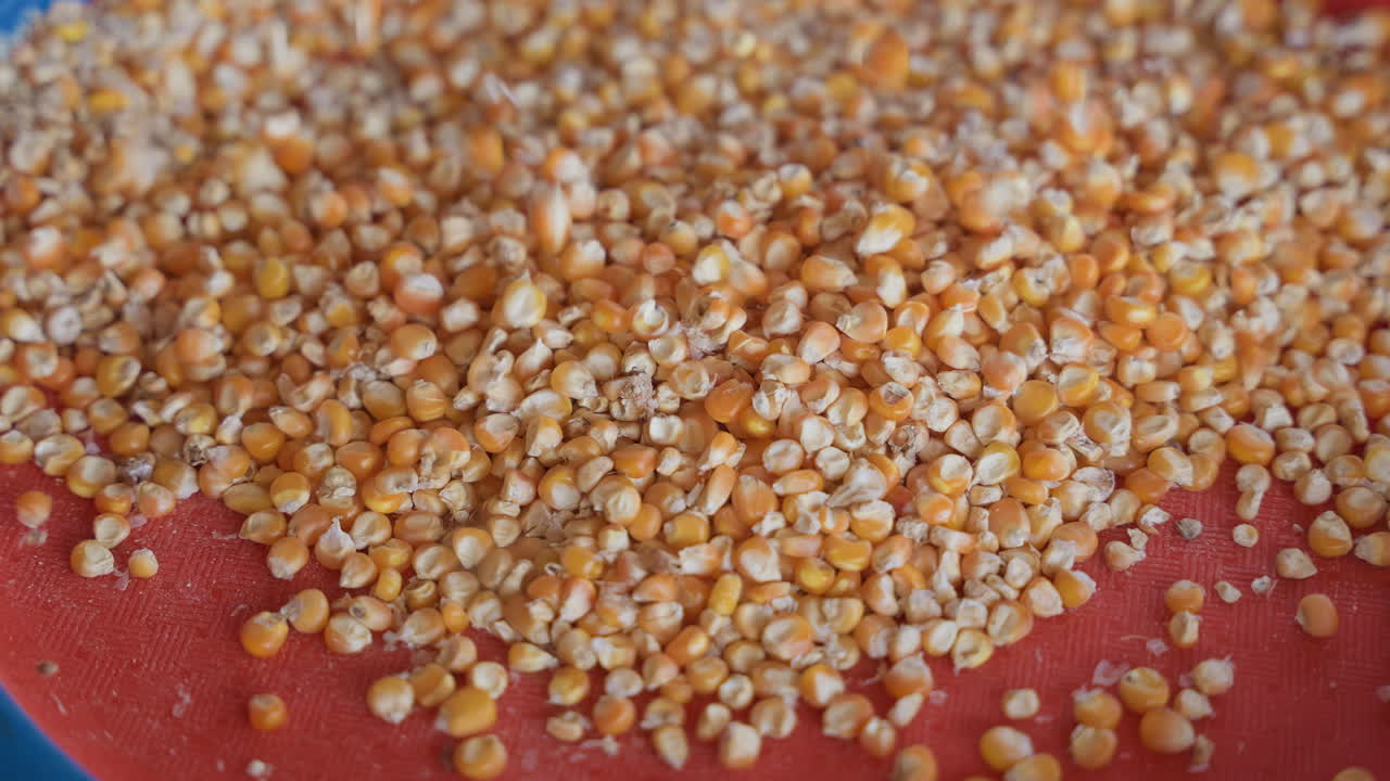 Gathered Corn Kernels with Blue Rim. Scattered Corn Seeds on Red Tray with Blue Detailing in Warm Colors. Detailed View of Spread Out Corn Kernels on Red Kitchen Tray with Blue Edges and Warm Hues