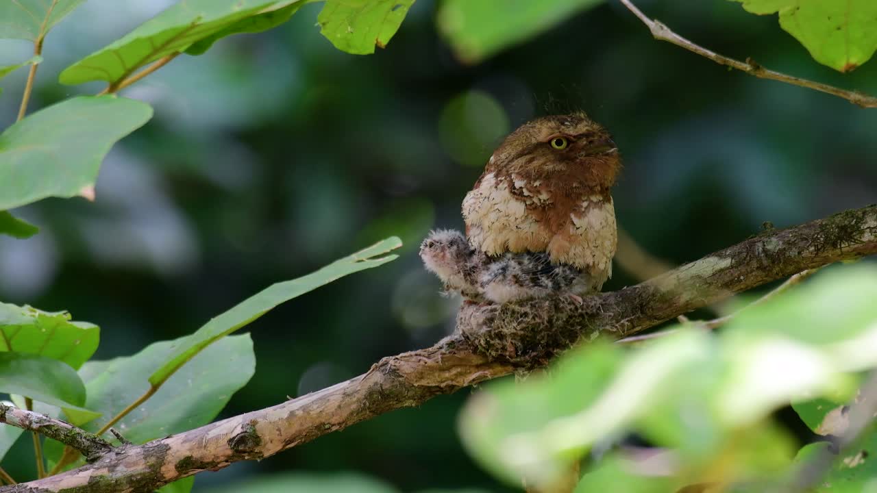 The Javan Frogmouth or Horsfield's Frogmouth is found in Thailand and other Asian countries