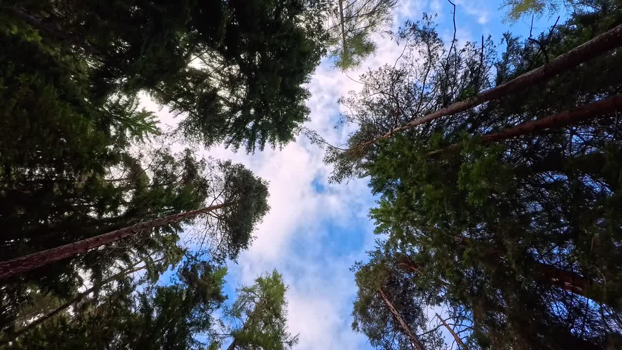 Evergreen trees dominate the forest canopy against a bright cloudy sky
