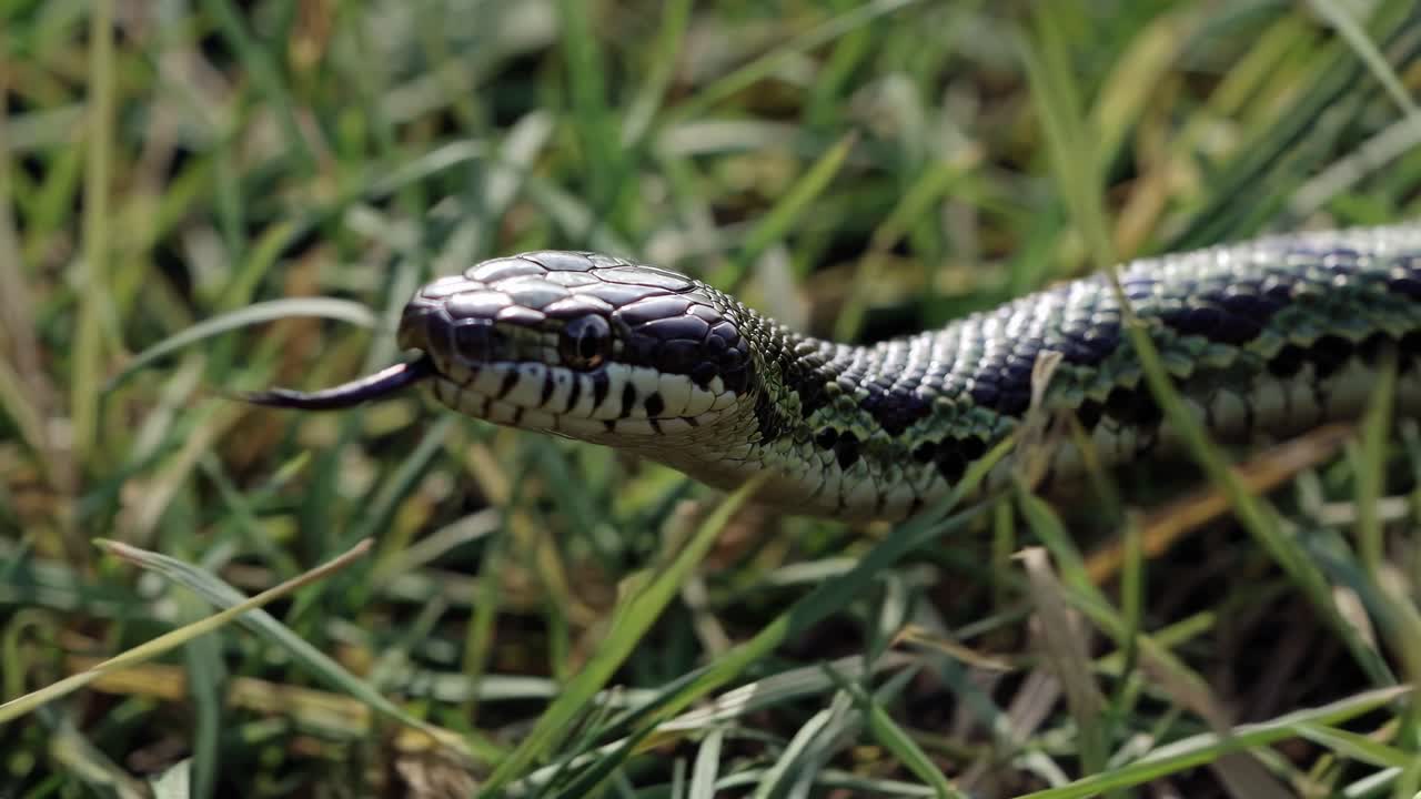 Close-up video of a snake slithering through grass, showcasing its scales and tongue