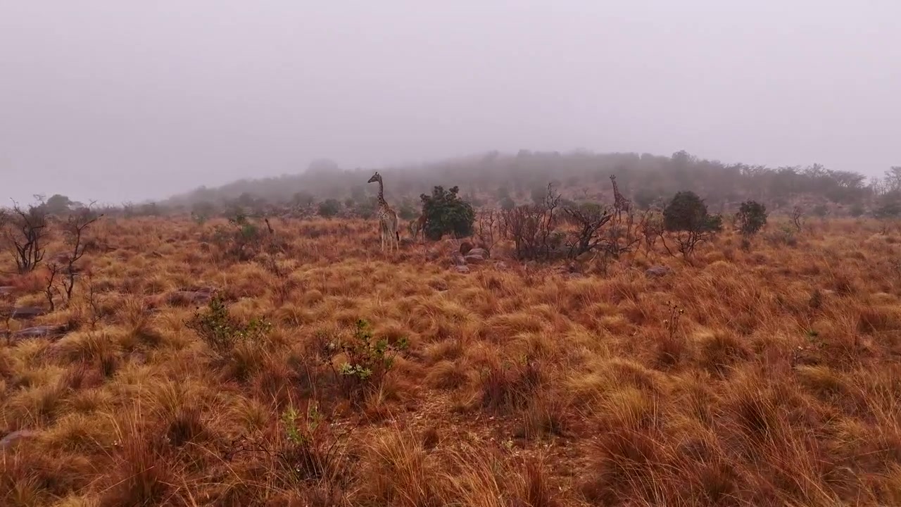 Veduta aerea su una coppia di giraffe africane in piedi in un paesaggio arido in una mattina nebbiosa