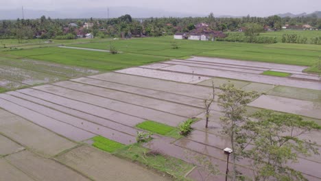 Rural-Indonesia-rice-paddies-with-small-trees-at-Java-Indonesia,-aerial