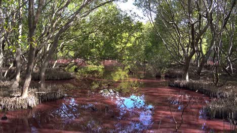 beautiful landscape of the waterway of the wetlands has turned pink hue due to natural algal blooming during the dry season, influenced by warm temperatures, increased salinity, and low rainfall