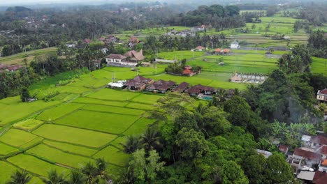 beautiful-Landscape-Of-Green-Rice-Fields-of-Ubud-village-in-Bali,-Indonesia---aerial-Drone-Shot