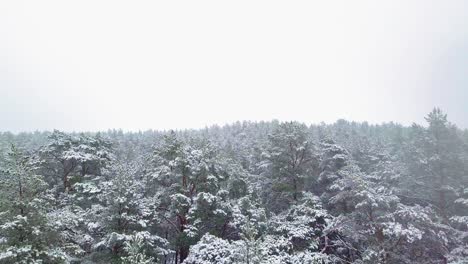 Beautiful-aerial-footage-of-trees-covered-with-snow,-light-snow-falling,-Nordic-woodland-pine-tree-forest,-Baltic-sea-coast,-wide-drone-shot-moving-forward-low-over-the-tree-tops