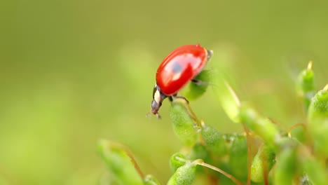 close-up de la vida silvestre de una mariquita en la hierba verde en el bosque
