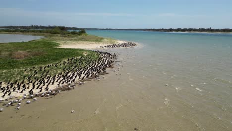 flocks of seabirds rest on the water edge of a breeding ground island after undertaking a long distance migratory flight