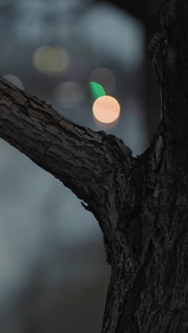 blurred view of an urban street with visible car headlights across the road, captured through the branches of a tree