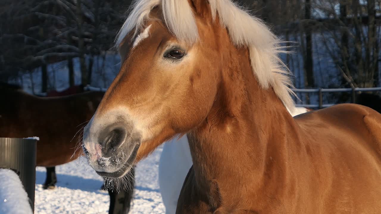 hermoso caballo en invierno en el paddock, caballo rojo con cabello blanco, de cerca