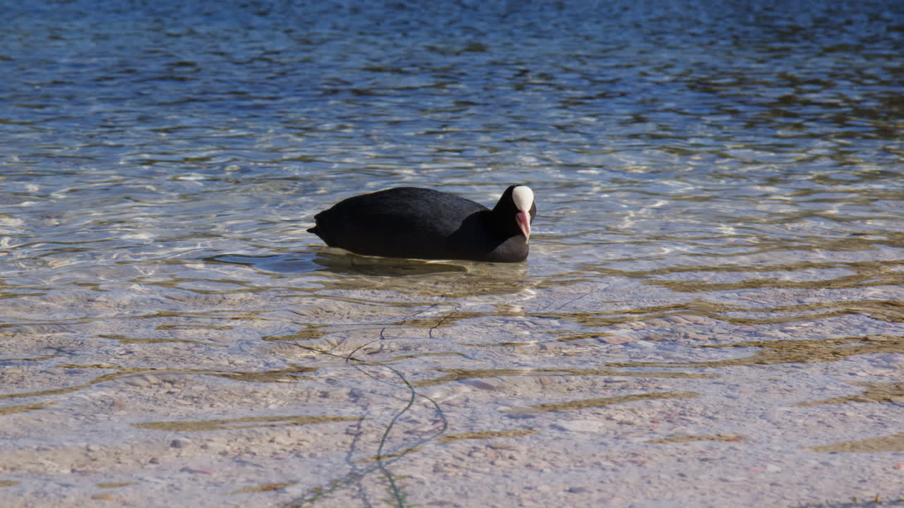 Common Coot Bird (Fulica atra) Over Hintersee Lake In Upper Bavaria, Germany. Close-up Shot