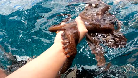 Niño-Sosteniendo-Suavemente-Un-Pulpo-Salvaje-En-La-Palma-De-Una-Mano-Durante-Un-Recorrido-De-Descubrimiento-De-La-Vida-Silvestre-En-Oahu,-Hawaii