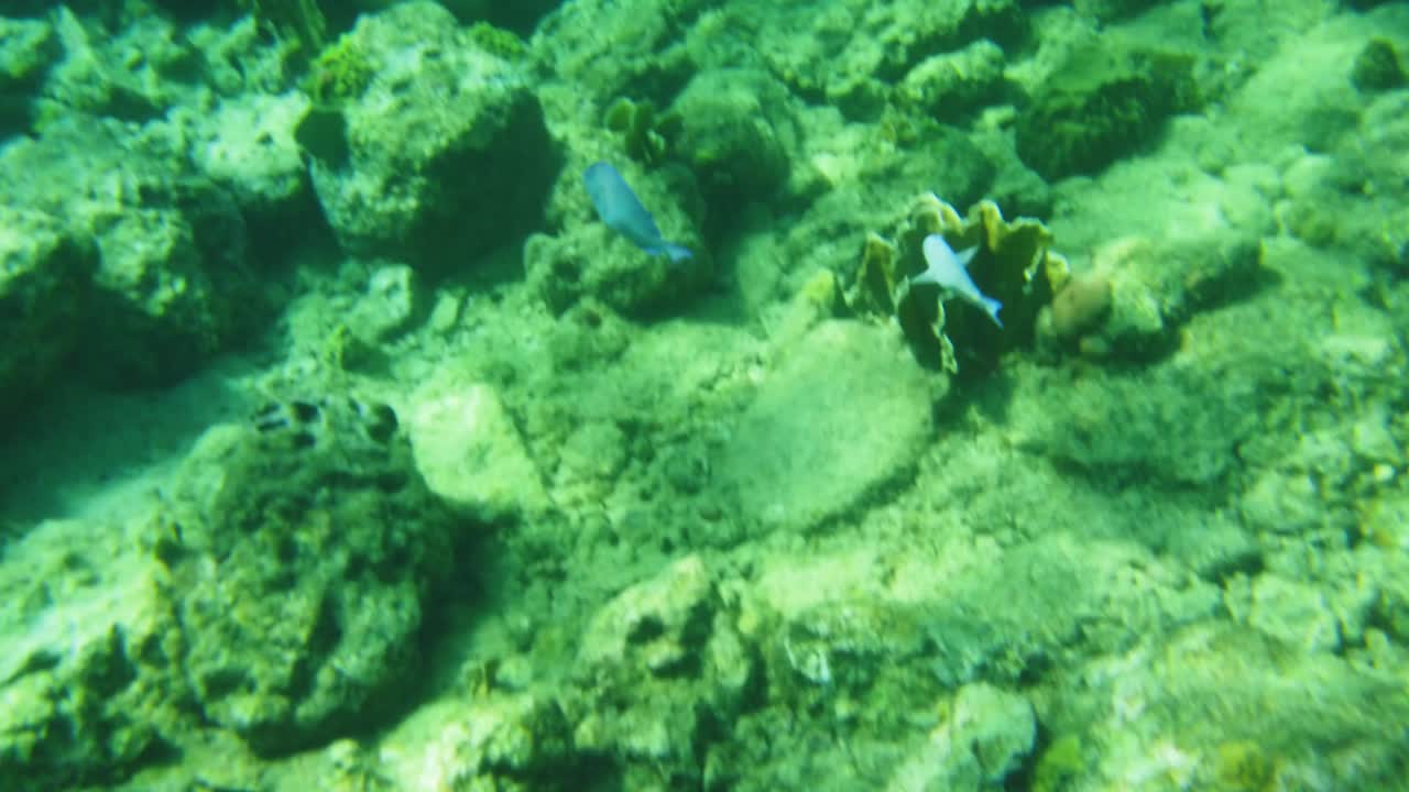 рыба-попугай плавает вдоль рифа подводные кадры