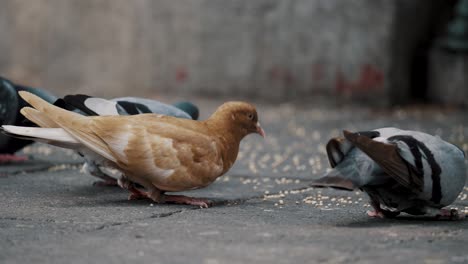 una paloma marrón y palomas grises comiendo semillas del suelo alimentadas por personas en la plaza urbana