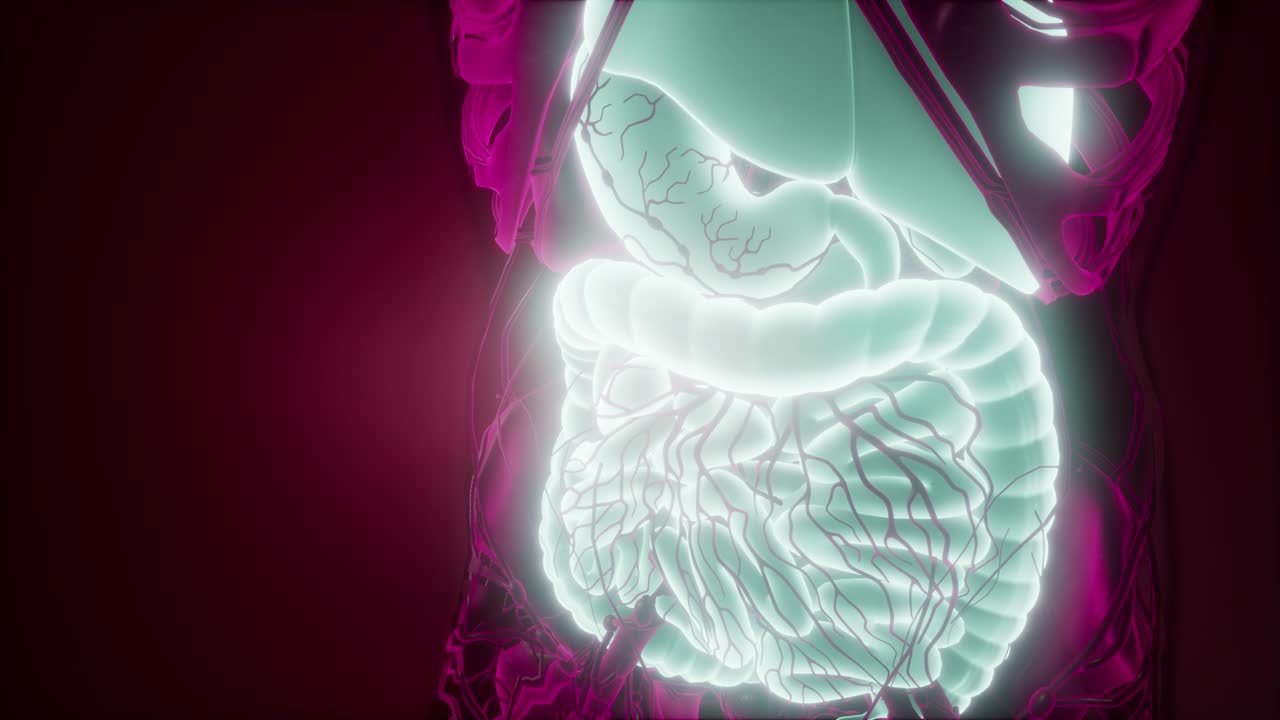 cuerpo humano con sistema digestivo visible