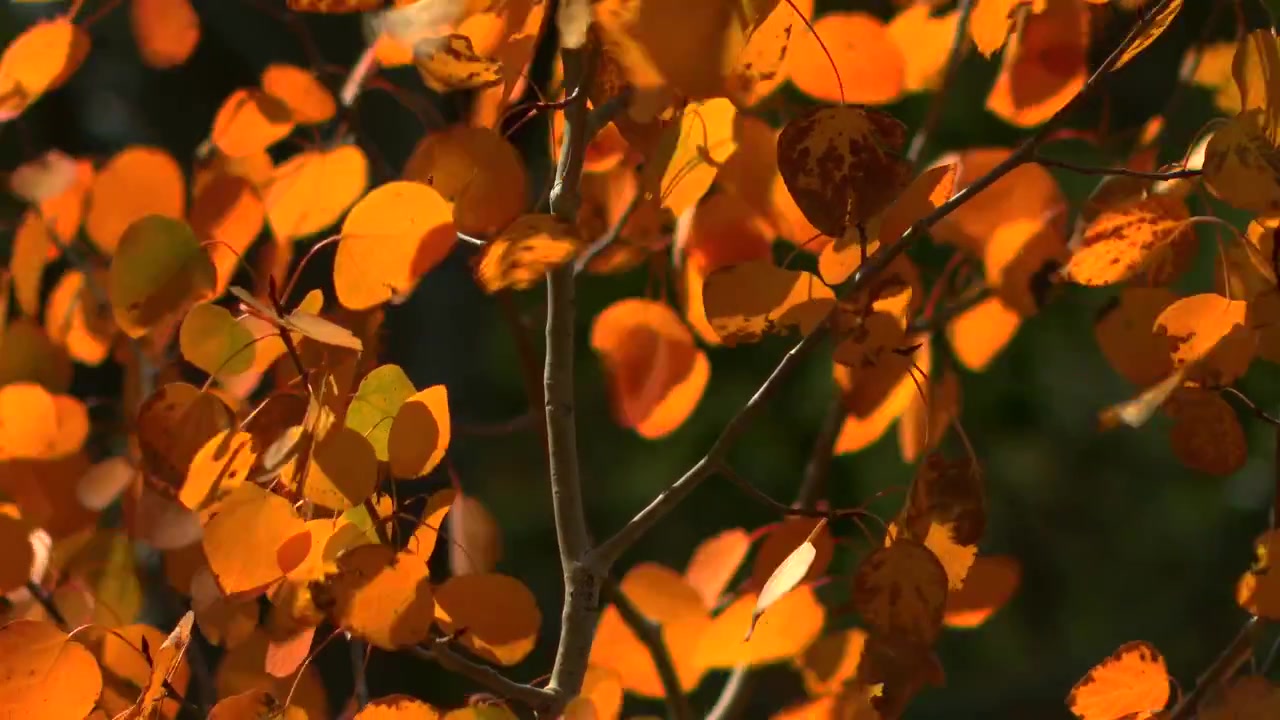 Folhas douradas de álamo-tremedor movendo-se com uma brisa suave nos galhos de álamo-tremedor no Parque Nacional Vulcânico de Lassen, Califórnia, EUA. Imagem estática