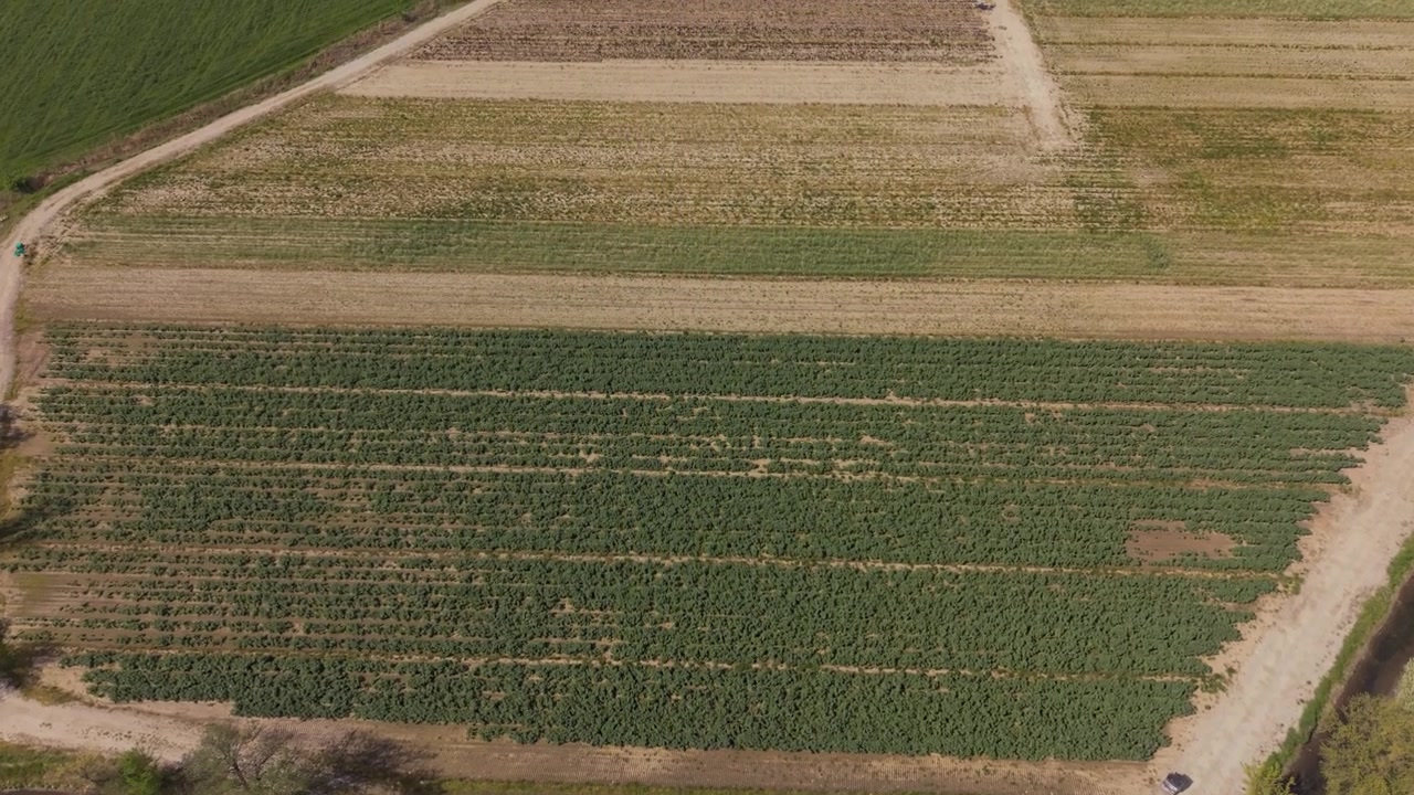 Agricultural Bean Plantation Aerial Drone View In Italy