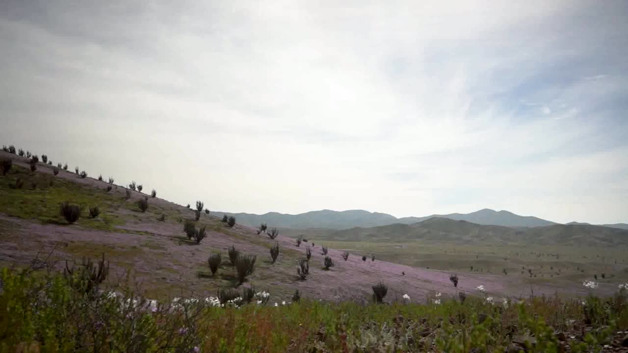 The Atacama Blooming Desert, an unusual phenomenon in the driest desert on the planet.