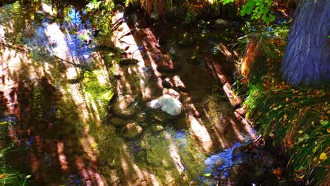 un arroyo iluminado por el sol en un bosque