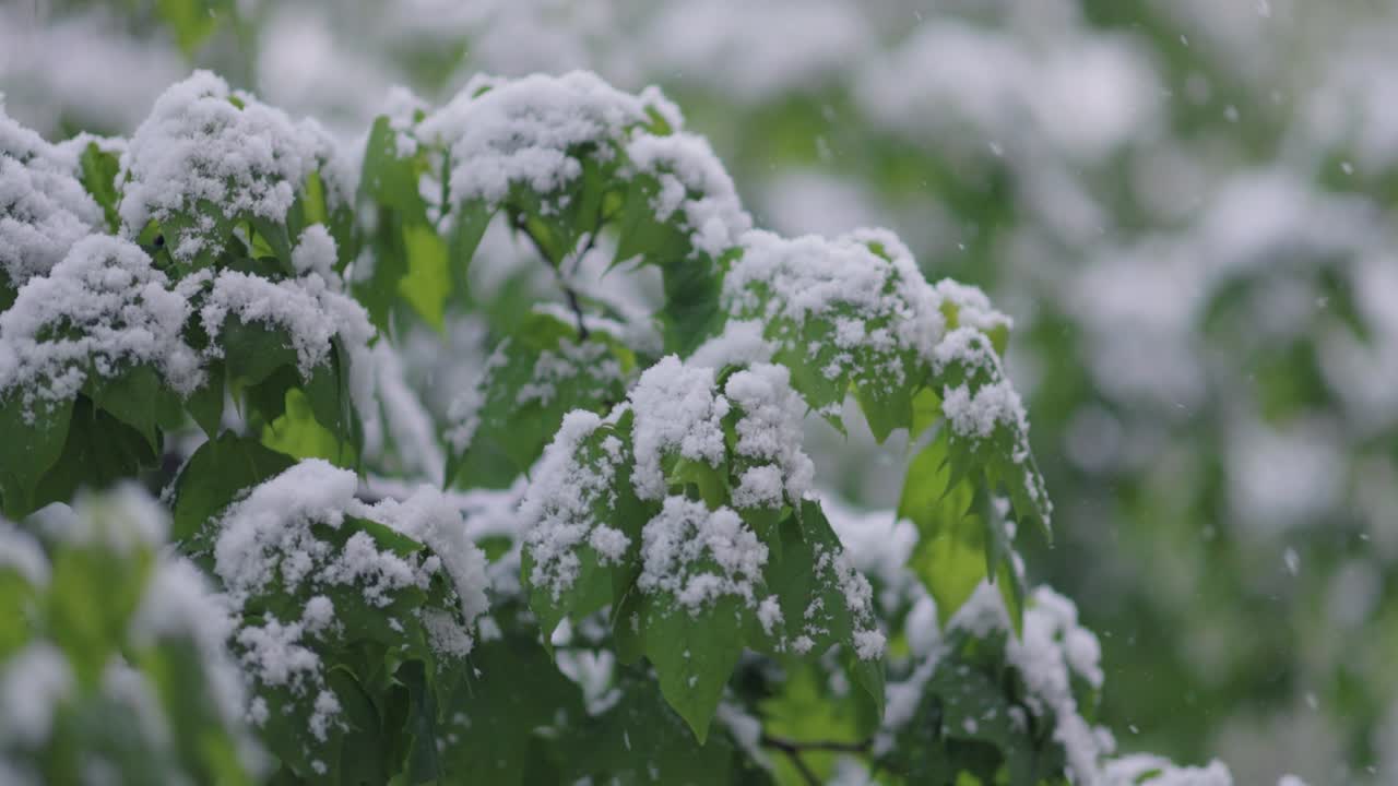 Neve su foglie verdi