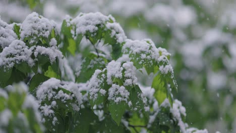 snow on green leaves