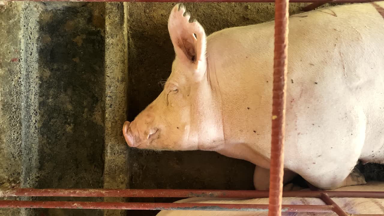 갇힌, 비좁은 임신 상자에 누워있는 무기력한 고통받는 돼지