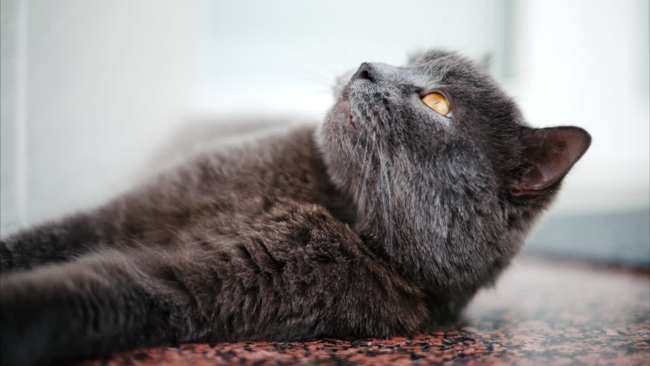 British shorthair cat yawning and licking itself on the floor
