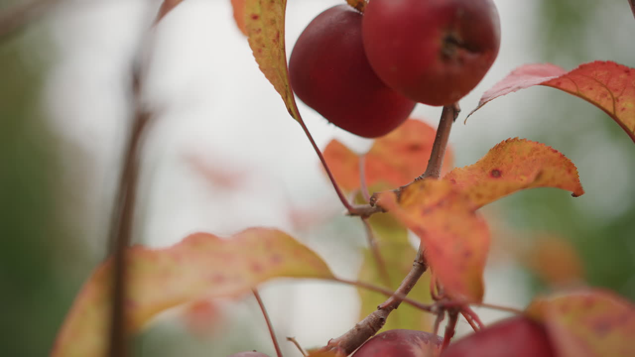 Nærbillede af røde æbler på gren, efterårsblade i blødt overskyet lys, klynge af modne kernefrugter hænger blandt orange og rustfarvet løv, med sløret grøn baggrund og blid bokeh, dugfriske skind og blanke