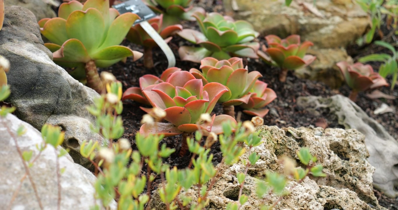 Le Crassulacee, o piante succulente, sono piante robuste e resistenti alla siccità con un fogliame unico, perfette per giardini a bassa manutenzione e allestimenti di verde per interni