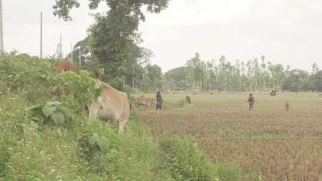 Eine-Kuh-Frisst-Gras-Am-Straßenrand