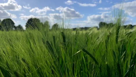 Zeitlupenaufnahme-Von-Grüner-Gerste,-Die-Auf-Dem-Feld-In-Der-Natur-Gegen-Blauen-Himmel-Und-Wolken-Wächst---Nahaufnahme