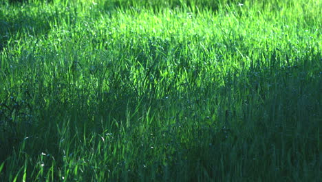 breezy lush tall green grass after rain windy colorado early morning sunlight evergreen denver meadow forest mount side rocky mountains national park cinematic slow motion close up zoom