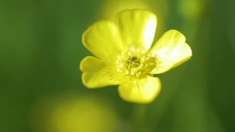 風になびく黄色いキンポウゲの花の接写