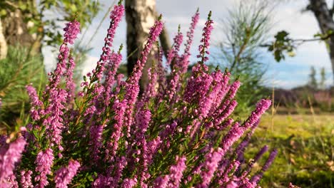 amazing blooming heather on a blurred background of a meadow at sunset