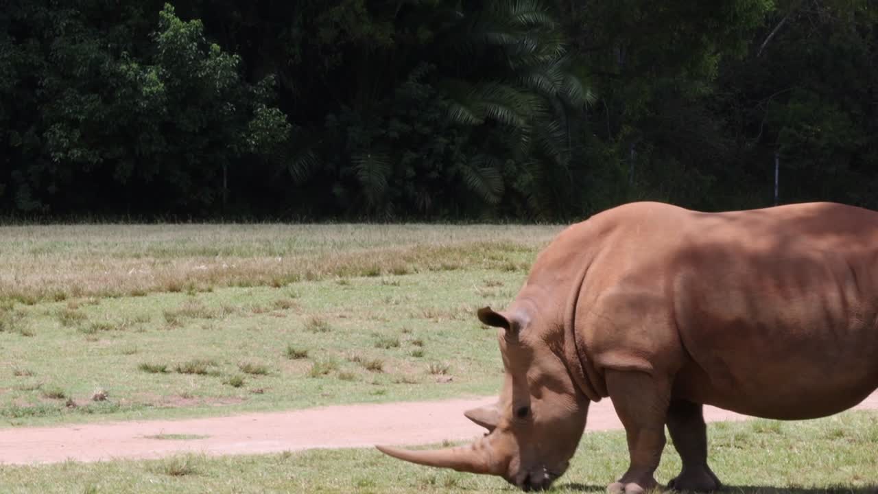 A solitary rhino grazes peacefully in a grassy area, surrounded by lush greenery.