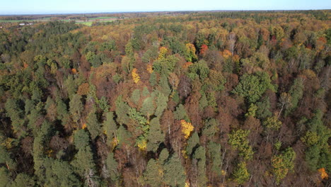 aerial view of vibrant autumn forest in full color during sunny afternoon