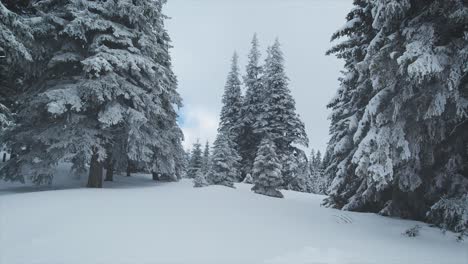 Pine-trees-covered-with-snow-in-the-Cindrel-Mountains-part-of-the-Carpathians-in-Sibiu-County,-Romania