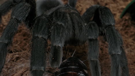 tarántula comiendo una cucaracha en el suelo del bosque