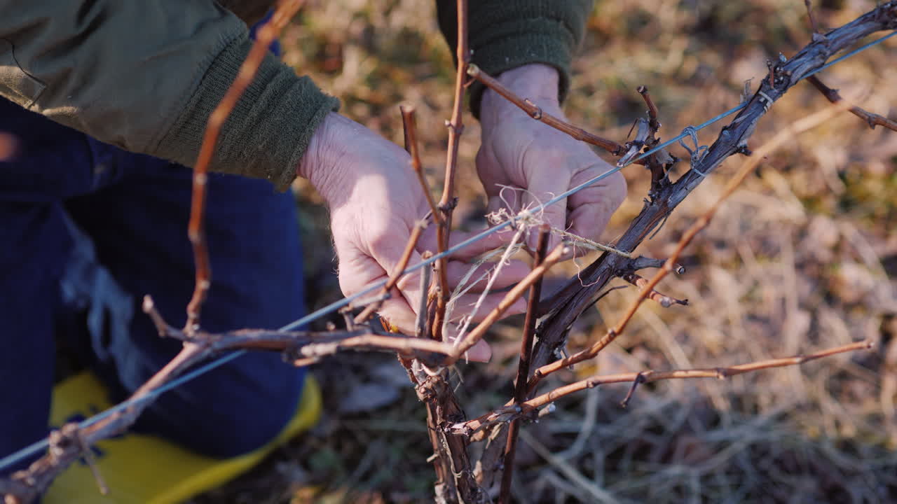 jardinero corta y ata la vid