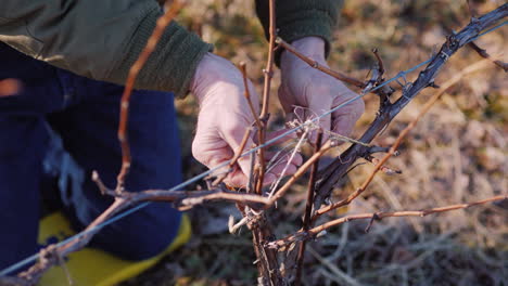 gardener cuts and tights the vine