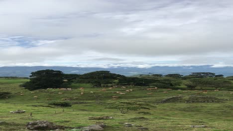 This-video-was-taken-at-a-farm-in-Costa-Rica