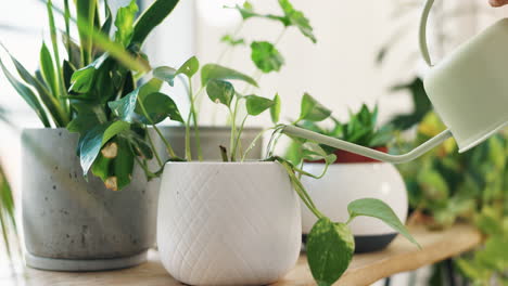 watering indoor plants