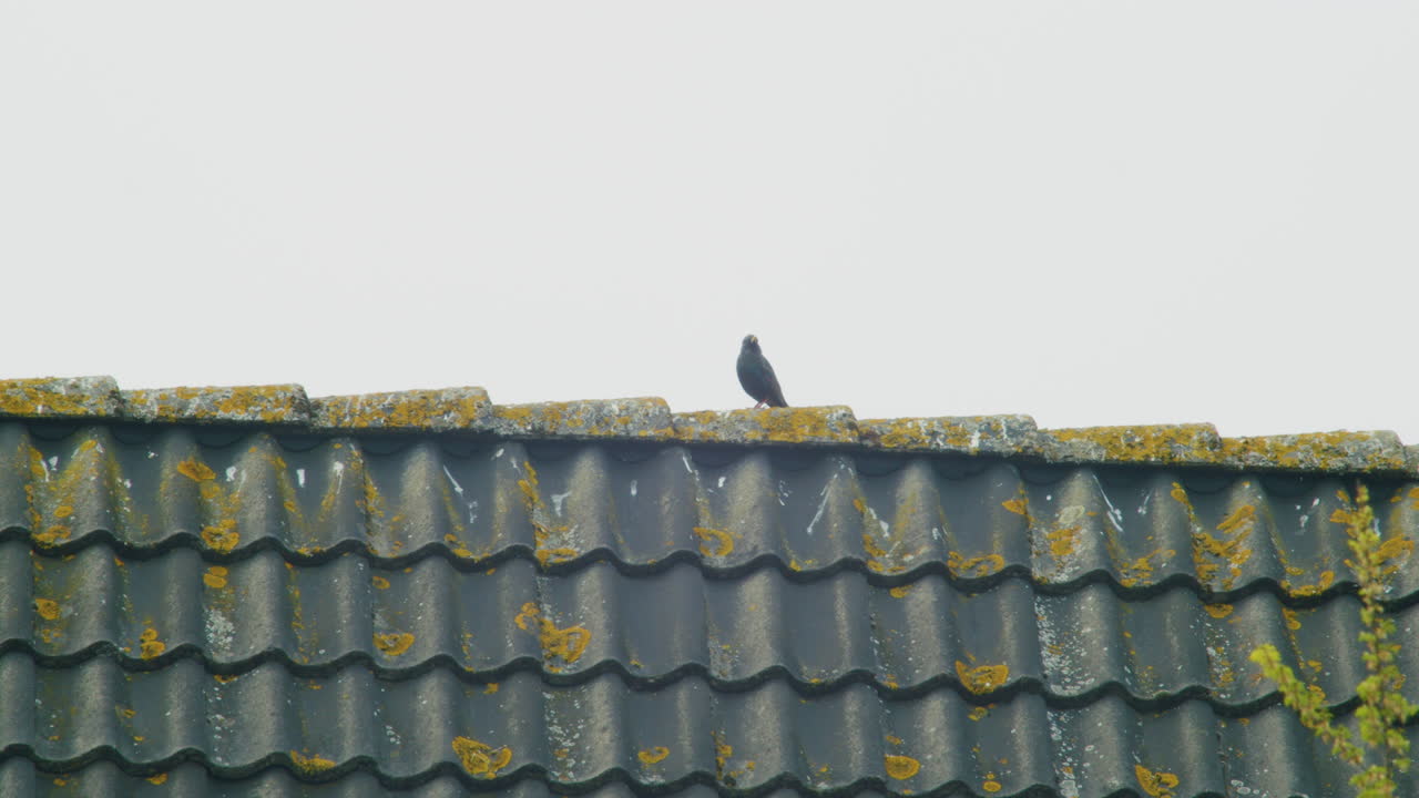 A bird sitting on a roof and flying away.