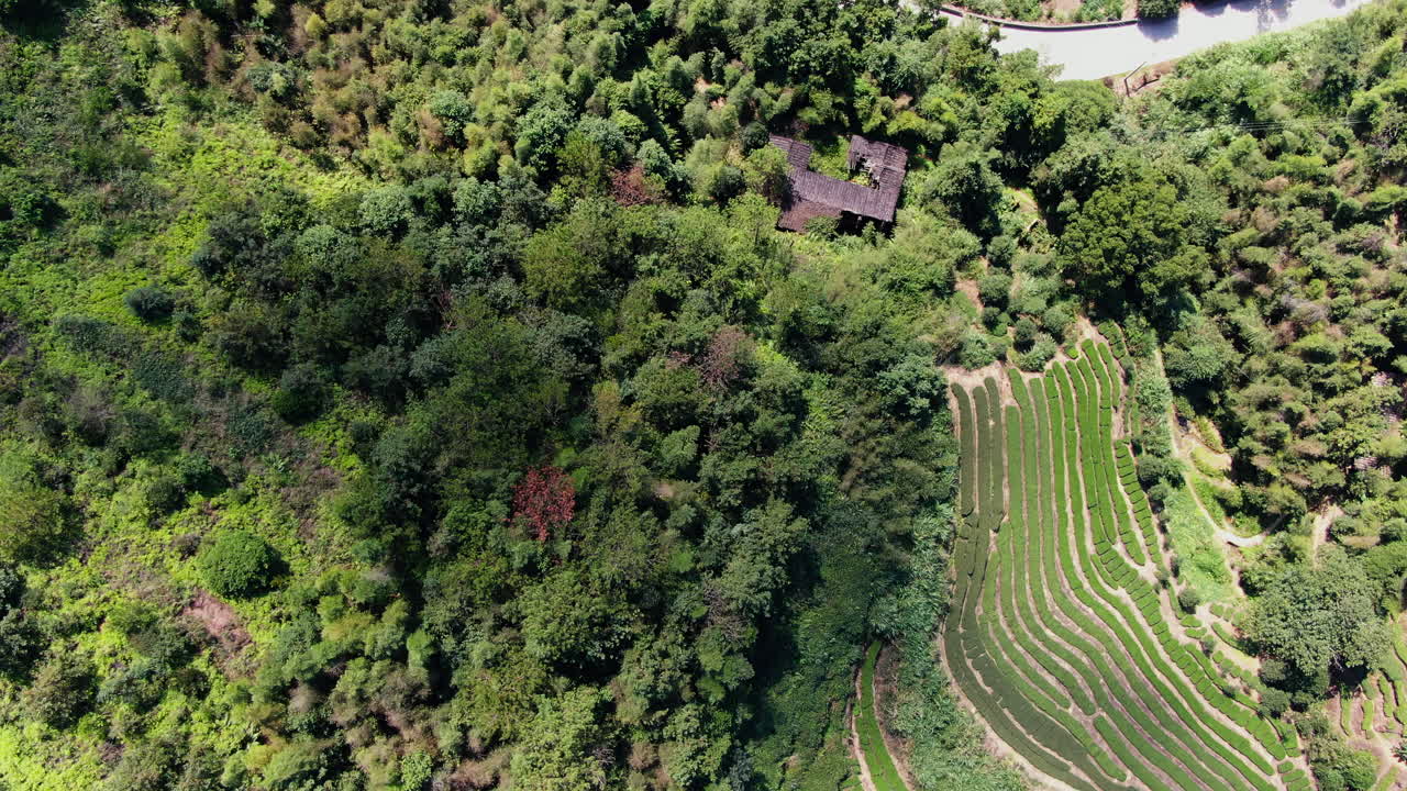vista aérea de las plantaciones de té y el bosque