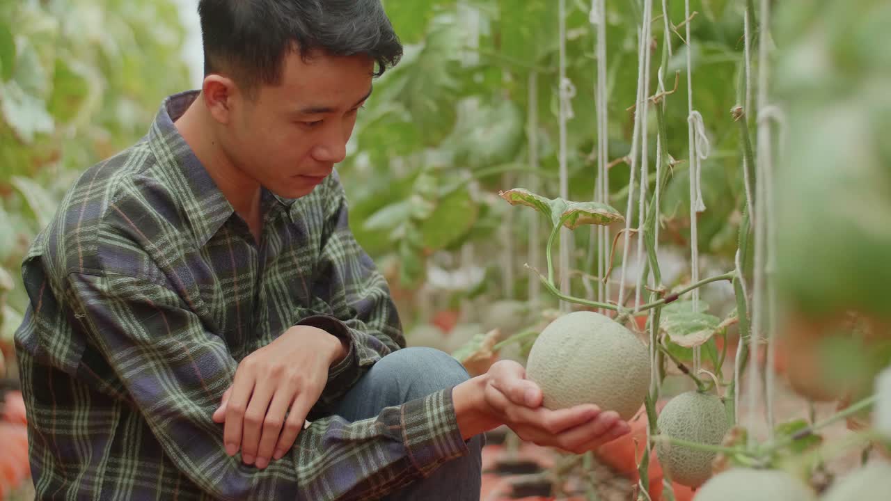 Smiling Asian Farmer Checking Melon And Thumb Up In Organic Farm. Agriculture Or Cultivation Concept