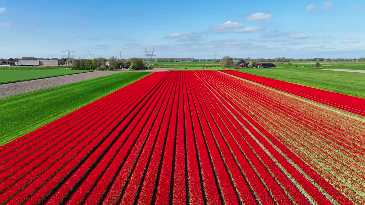 Flying over red tulip fields in the Netherlands