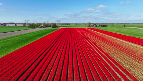 flying over red tulip fields in the netherlands
