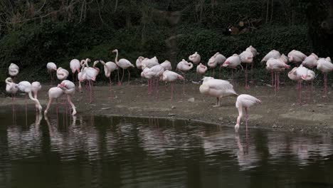 Pink-flamingos-sleeping-near-a-small-pond-and-eating-in-shallow-water