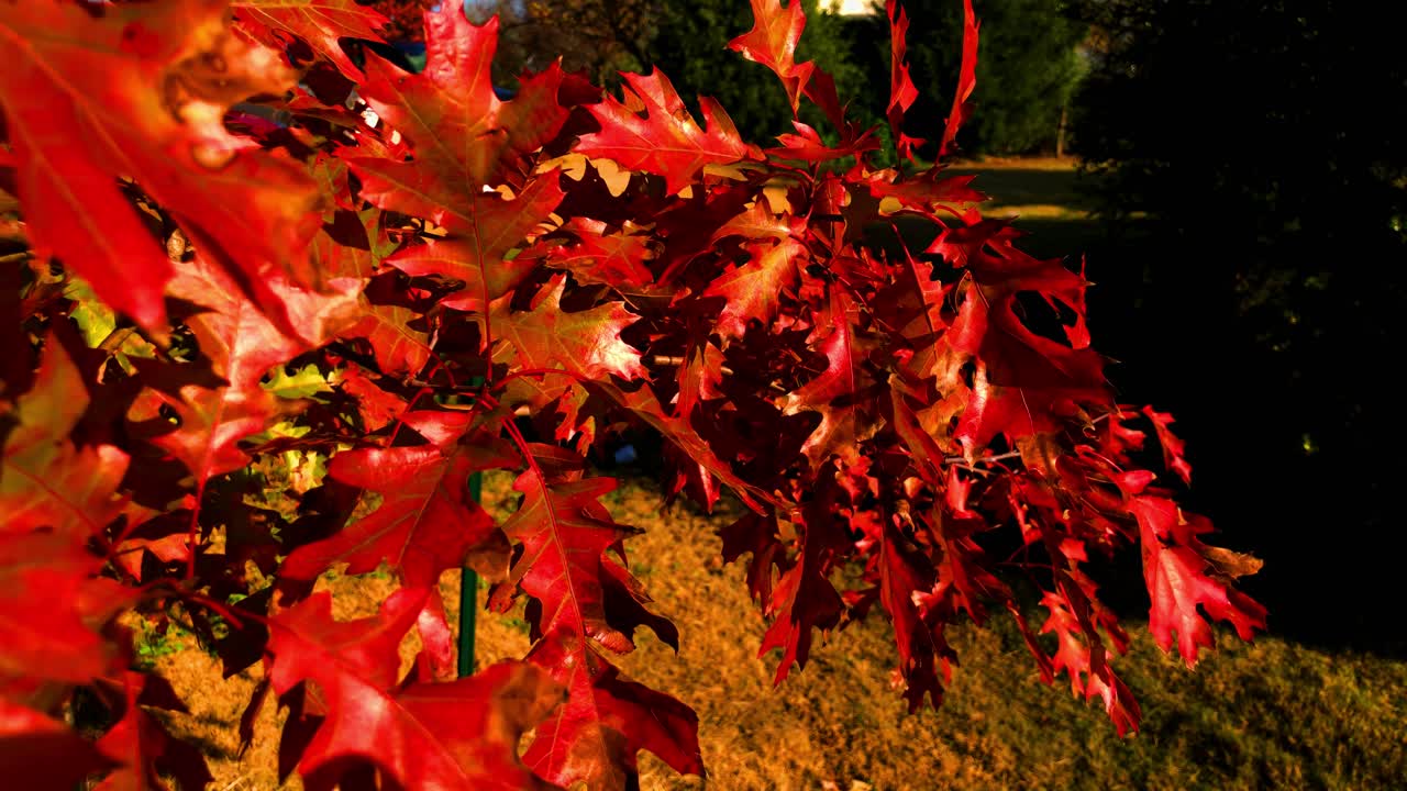 단풍은 가을이 오기 직전에 찾아오고, 여름의 잎사귀는 가을의 빨강, 노랑, 주황, 갈색으로 변합니다.