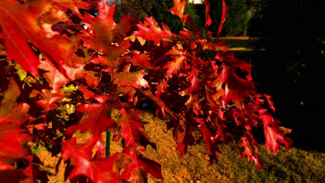 autumn colors come in just before the fall, the leaves of summer turn into reds, yellows, oranges and browns of fall