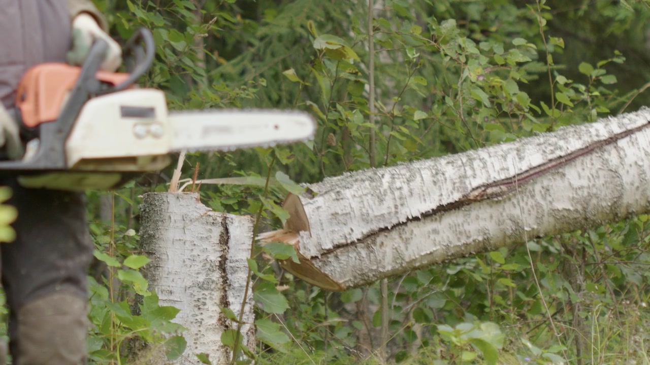 Lumberjack with cordless chainsaw steps away cautiously from falling tree